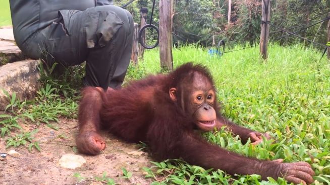 Bedrohtes Paradies: Die letzten Orang-Utans auf Borneo