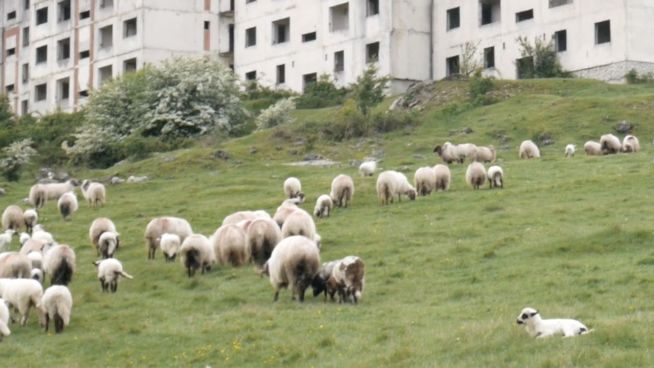 Verlassen? Tiere beleben rumänische Stadt wieder