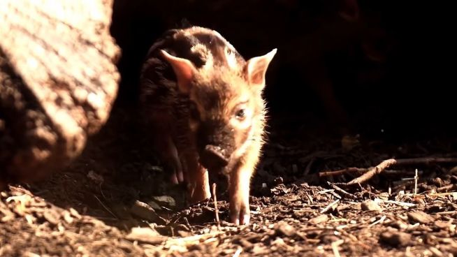 Süße Sauerei: Farbenfrohe Ferkel auf Entdeckungstour