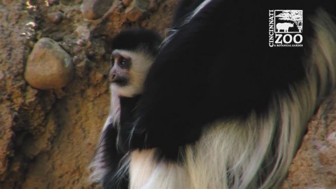 Nur mit Mama: Tiberius ist ein Klammeräffchen