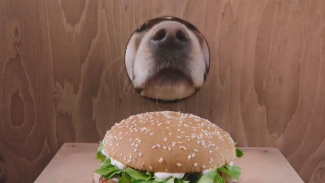 Burgerliebe: Golden Retriever hat Whopper-Duft in der Nase