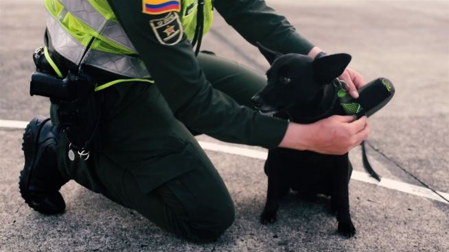 Außenseiter-Truppe: Streuner als Polizeihunde