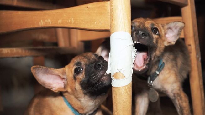 Ein Café für streunende Tiere