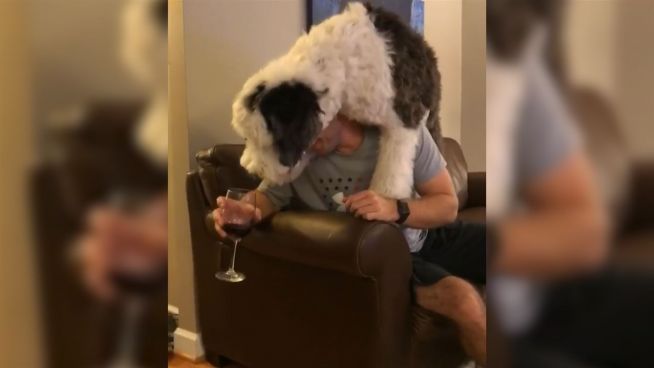 Bellender Weinkenner: Sheepadoodle als Sommelier