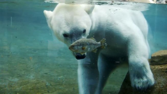 Der Einsatz zählt: Eisbär kämpft um Nahrung