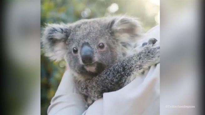 Knuddelalarm: Kuschelige Koalas im San Diego Zoo