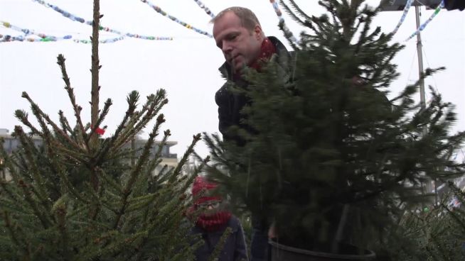 Nachhaltige Weihnachten: ‚Adoptiere den Weihnachtsbaum‘